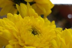 Realme-9i-camera-sample-picture-by-Revu-Philippines-yellow-flowers-super-macro