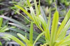 Realme-C3-sample-picture-camera-review-price-specs-Revu-Philippines-e