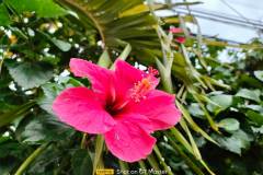 Realme-GT-Master-Edition-camera-sample-picture-i-review-by-Revu-Philippines-1x-flower