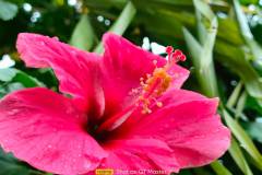 Realme-GT-Master-Edition-camera-sample-picture-i-review-by-Revu-Philippines-2x-zoom-flower