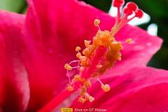 Realme-GT-Master-Edition-camera-sample-picture-i-review-by-Revu-Philippines-5x-zoom-flower