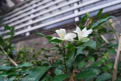 Realme-Narzo-camera-sample-picture-by-Revu-Philippines_1x