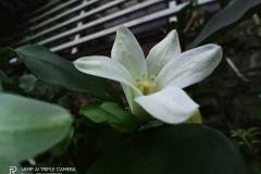 Realme-Narzo-camera-sample-picture-by-Revu-Philippines_macro