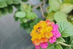 Redmi-Note-9T-5G-camera-sample-picture-in-review-by-Revu-Philippines_auto-d