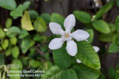 Samsung-Galaxy-A42-5G-camera-sample-picture-via-Revu-Philippines_macro-c