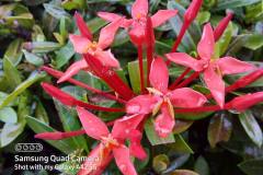 Samsung-Galaxy-A42-5G-camera-sample-picture-via-Revu-Philippines_macro-e