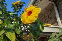 Samsung-Galaxy-A71-sample-picture-review-Revu-Philippines-a