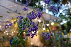 Tecno-Phantom-X-camera-sample-picture-by-Revu-Philippines_f