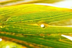 Tecno-Spark-7-Pro-camera-sample-picture-in-review-by-Revu-Philippines-droplet-with-filter-a