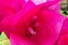 Vivo-V20-SE-camera-sample-picture-Revu-Philippines_macro-b