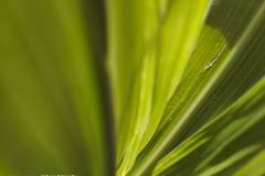 Vivo-V23-5G-camera-sample-picture-in-review-by-Revu-Philippines-super-macro-leaf