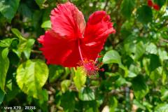 Vivo-X70-5G-camera-sample-picture-in-review-by-Revu-Philippines-red-flower-1x