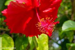 Vivo-X70-5G-camera-sample-picture-in-review-by-Revu-Philippines-red-flower-2x-zoom