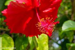 Vivo-X70-5G-camera-sample-picture-in-review-by-Revu-Philippines-red-flower-2x-zoom