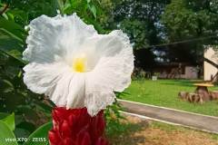 Vivo-X70-5G-camera-sample-picture-in-review-by-Revu-Philippines-white-flower-1x
