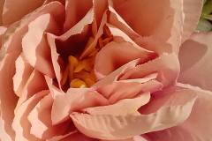 Vivo-Y12s-camera-sample-picture-in-review-by-Revu-Philippines_4x-zoom-flower