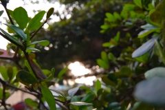 Vivo-Y31-camera-sample-picture-in-review-by-Revu-Philippines_backlight-hdr-1