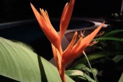 Vivo-Y35-camera-sample-picture-via-Revu-Philippines-auto-mode-flower