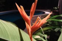 Vivo-Y35-camera-sample-picture-via-Revu-Philippines-night-mode-flower