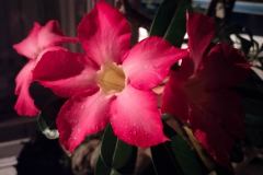 Vivo-Y35-camera-sample-picture-via-Revu-Philippines-red-flower