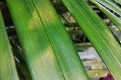 Xiaomi-12-Lite-camera-sample-picture-by-Revu-Philippines-leaf-macro