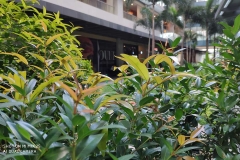 Xiaomi-Mi-MIX-2S-sample-photo-review-price-specs-Revu-Philippines-ee