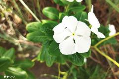 Redmi-9T-camera-sample-picture-in-comparison-by-Revu-Philippines_flower