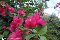 Xiaomi-Redmi-Note-5-sample-photo-review-price-specs-Revu-Philippines-mm