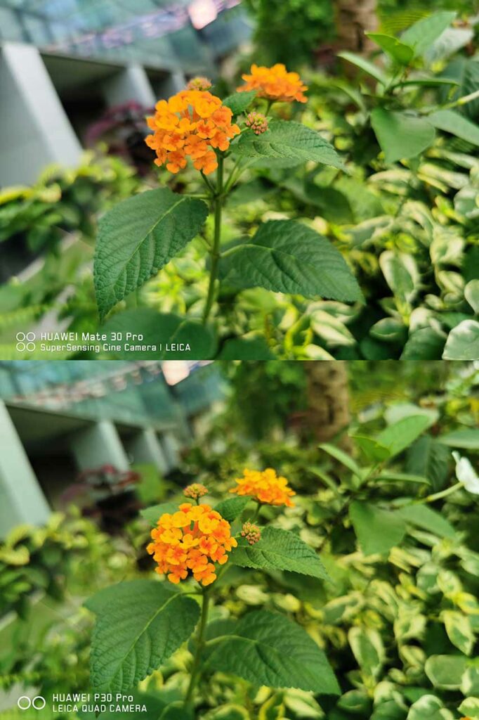 Huawei Mate 30 vs P30 Pro sample auto mode pictures shot on the 40MP main camera by Revu Philippines