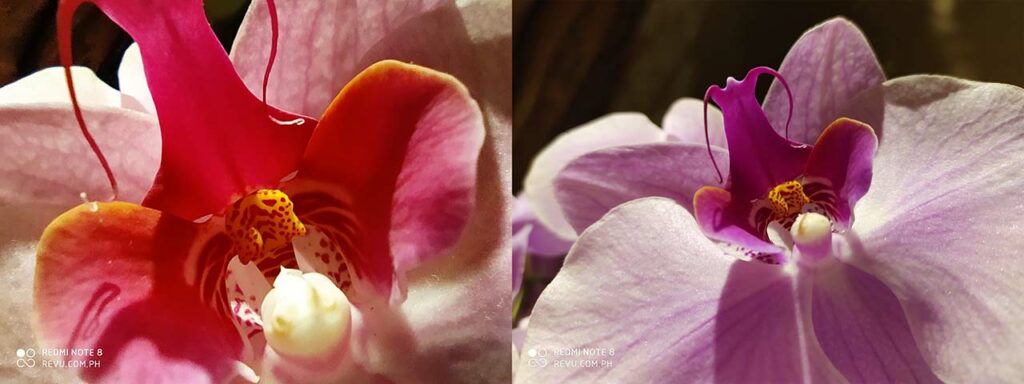 Redmi Note 8 sample pictures in camera review: Macro mode vs Auto mode by Revu Philippines