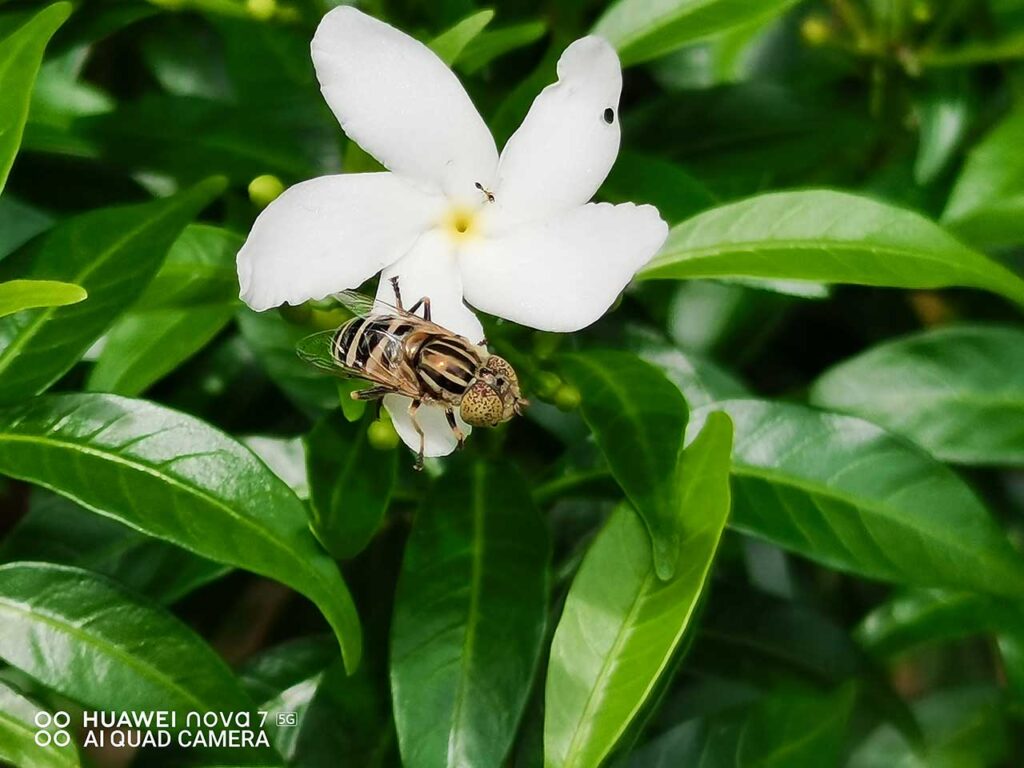 Huawei Nova 7 5G sample picture shot in Auto mode by Revu Philippines