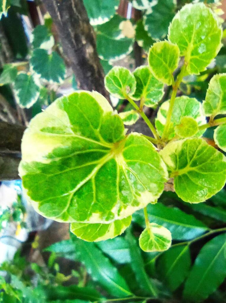 Xiaomi Redmi 9 sample picture in macro mode by Revu Philippines