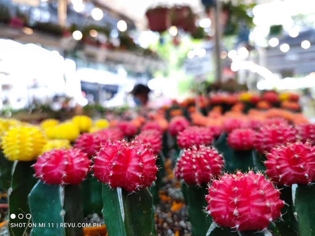 Xiaomi Mi 11 camera sample picture by Revu Philippines