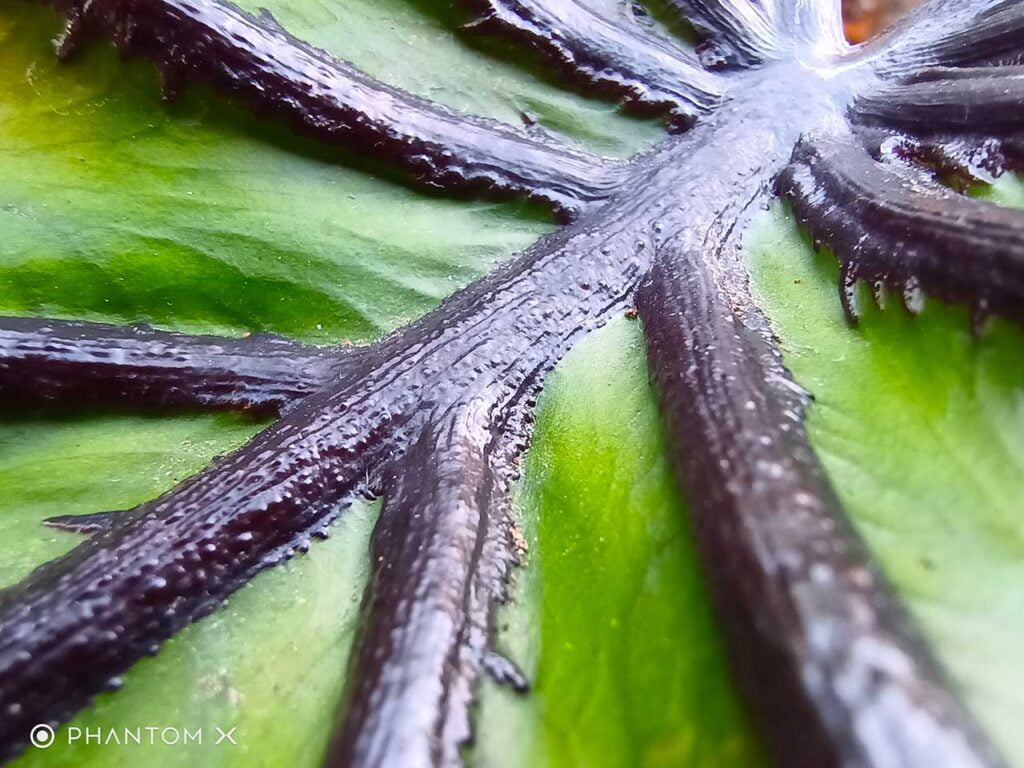 Tecno Phantom X camera sample picture by Revu Philippines_macro shot