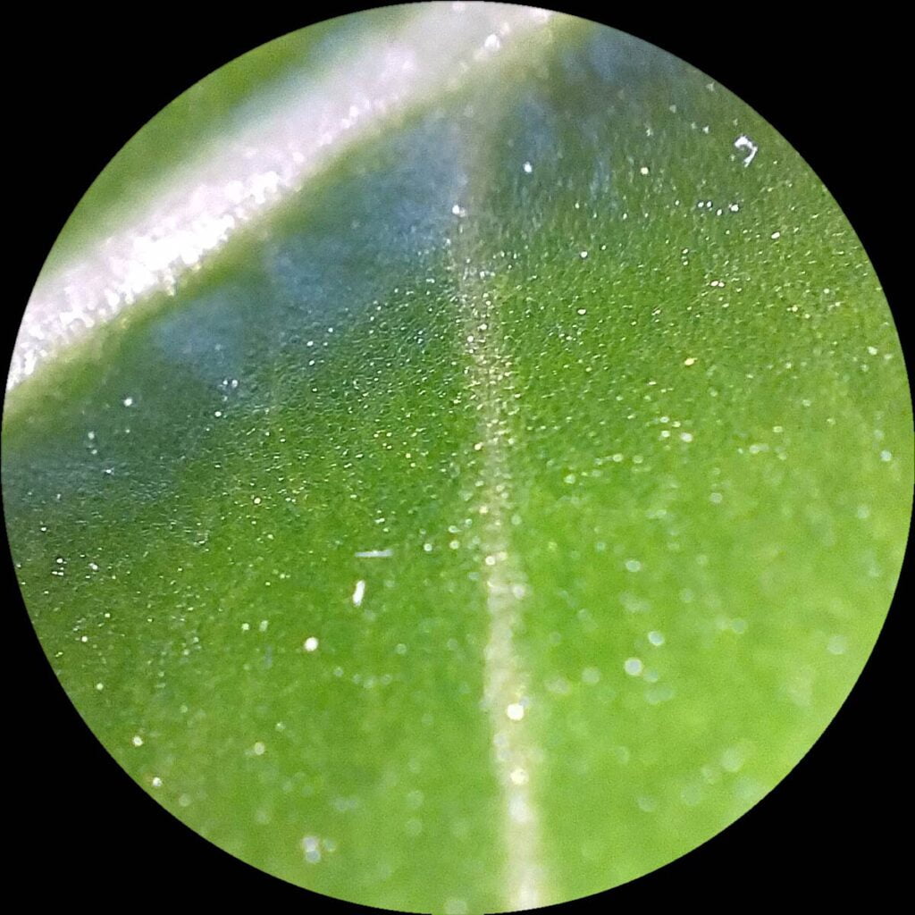 OPPO A98 5G microscope camera sample picture in review via Revu Philippines