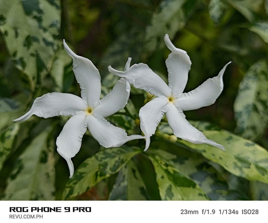 ASUS ROG Phone 9 Pro camera sample picture in review by Revu Philippines