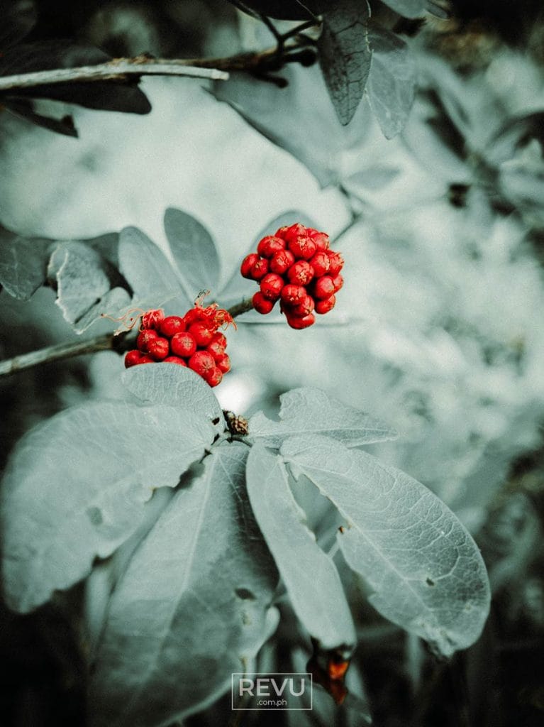 Xiaomi 17 Ultra RAW camera sample picture REVU Philippines